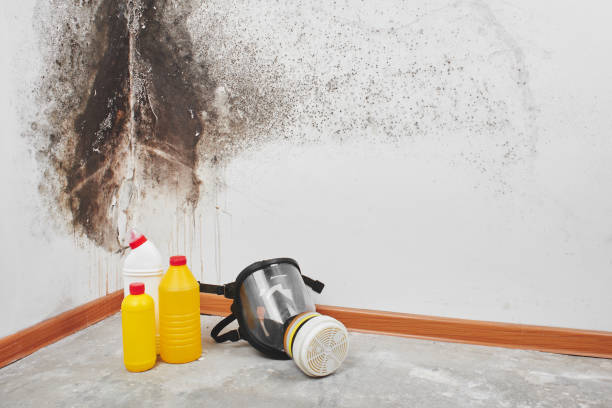 Best Attic Mold Removal  in Belle, WV