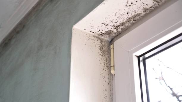Best Toxic Mold Removal  in Belle, WV
