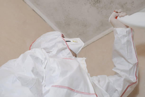 Best Mold Removal Specialists  in Belle, WV