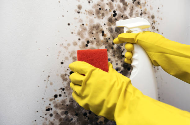 Best Mold Removal Process  in Belle, WV