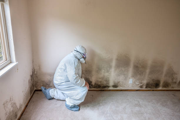 Best Mold Cleaning Services  in Belle, WV