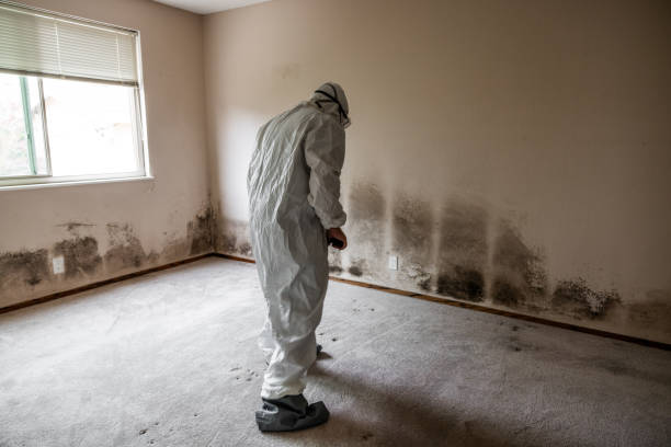 Best Certified Mold Removal  in Belle, WV