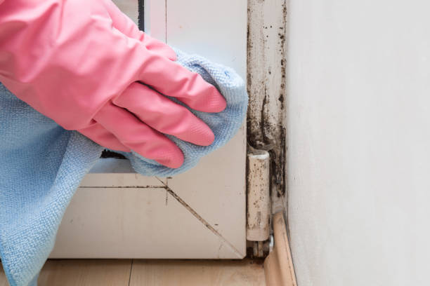 Best Mold Removal Process  in Belle, WV