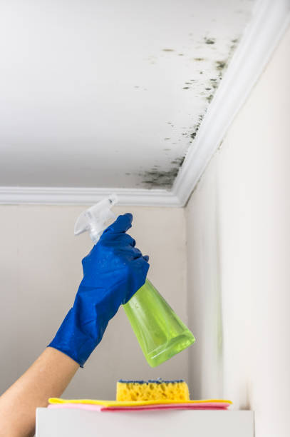 Best Toxic Mold Removal  in Belle, WV